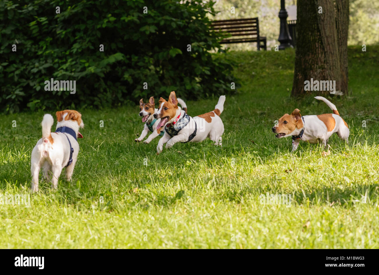 Pack of four Jack Russell Terrier dogs romping and frolicking off leash at park Stock Photo