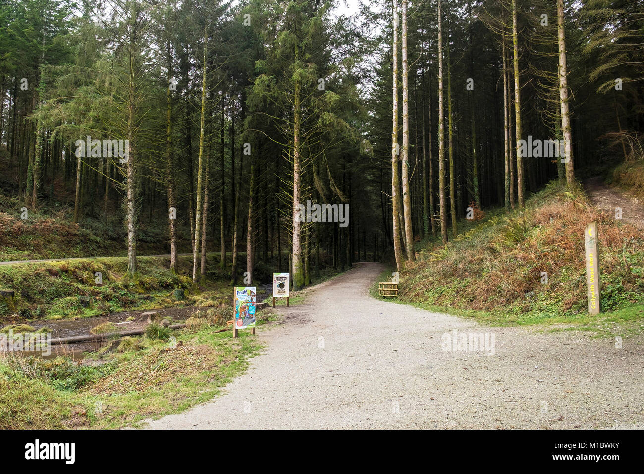 Cardinham Woods in Cornwall - the start of a woodland walk in Cardinham Woods Bodmin Cornwall. Stock Photo