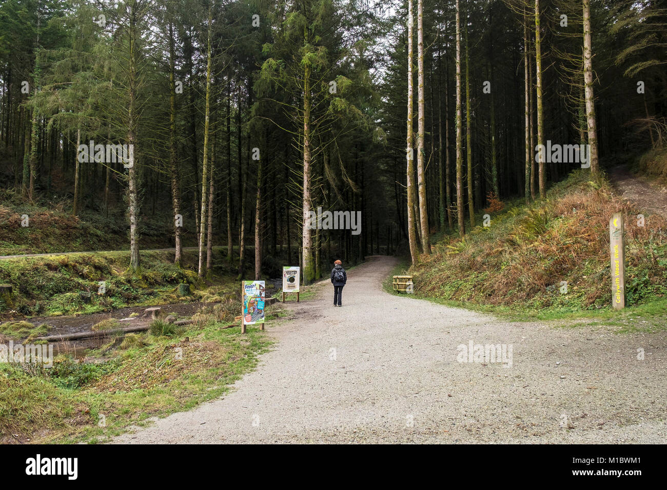 Cardinham Woods in Cornwall - a walker at the start of a woodland walk in Cardinham Woods Bodmin Cornwall. Stock Photo