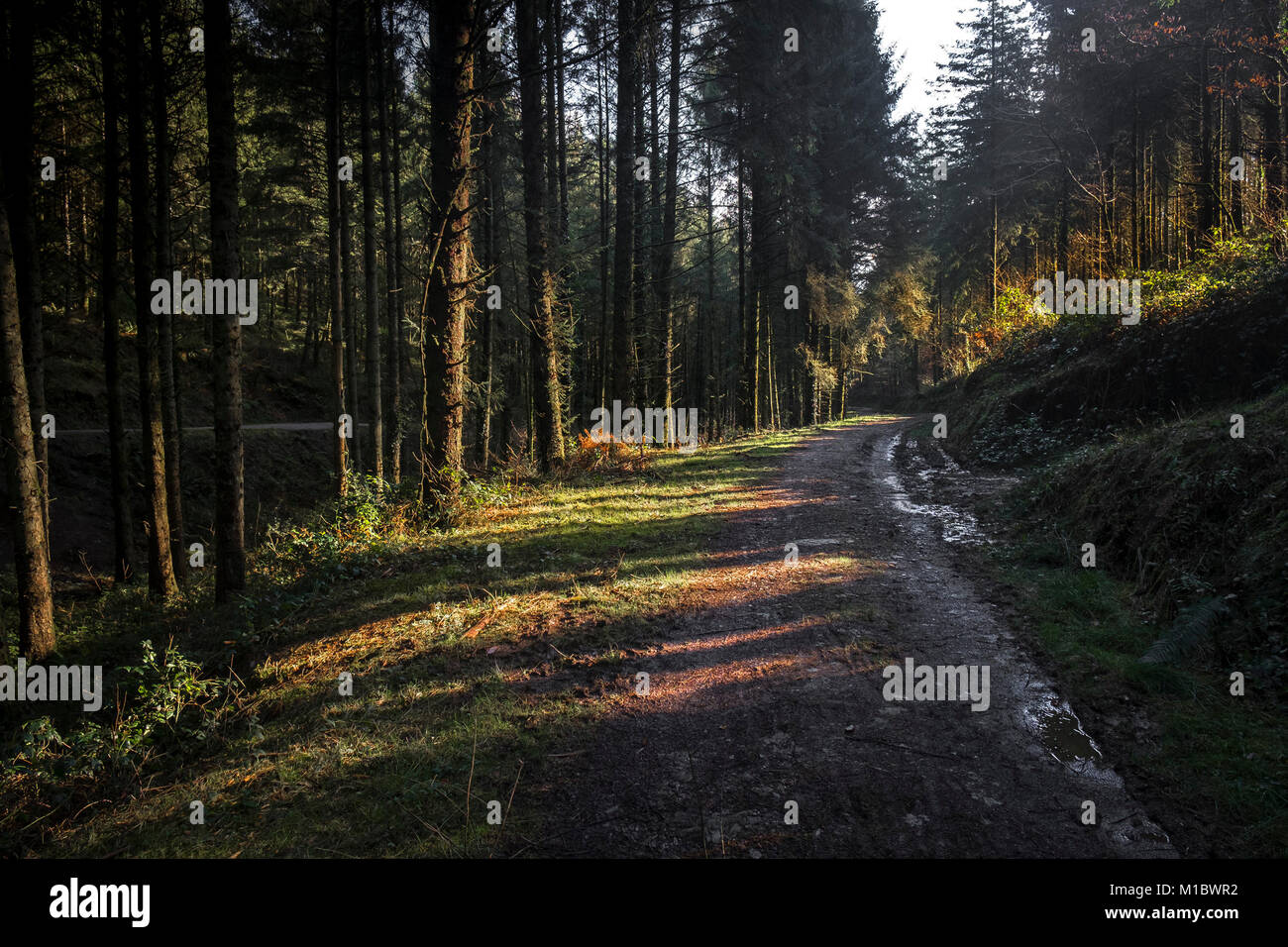 Cardinham Woods in Cornwall - a track running through Cardinham Woods ...