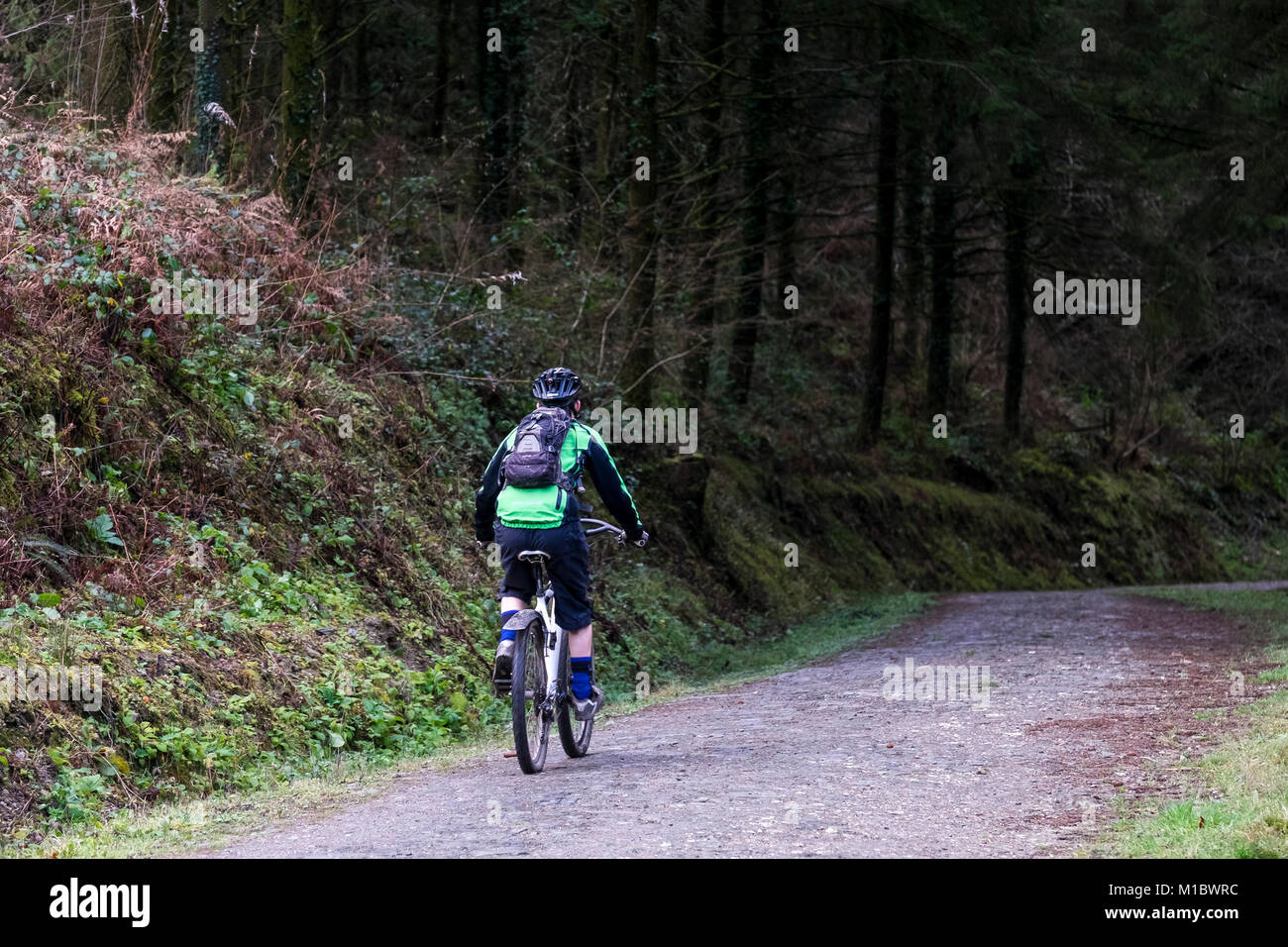A mountain biker riding along a trail in Cardinham Woods Bodmin Cornwall. Stock Photo