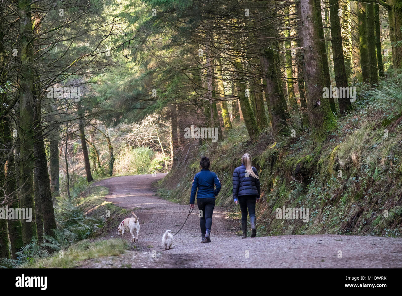 Cardinham Woods in Cornwall - Dog walkers and their pets walking along a track in  Cardinham Woods in Bodmin Cornwall. Stock Photo