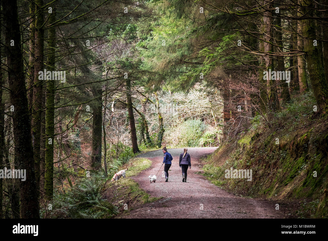 Cardinham Woods in Cornwall - two dog walkers and their pets walking along a track running through Cardinham Woods in Bodmin Cornwall. Stock Photo