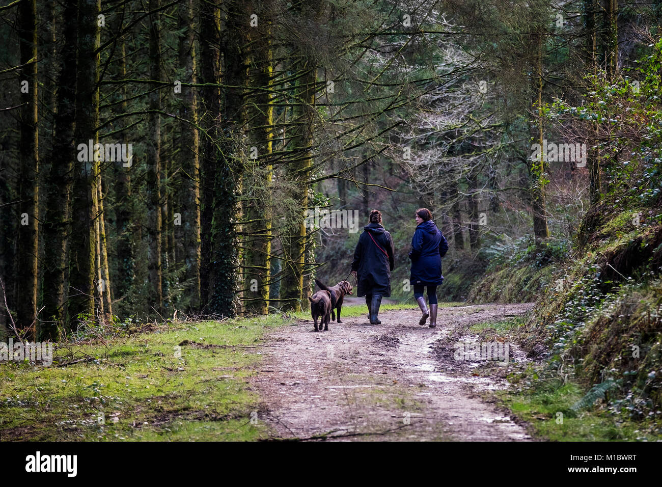 Cardinham Woods in Cornwall - Two people walking dogs along a track in  Cardinham Woods in Bodmin Cornwall. Stock Photo