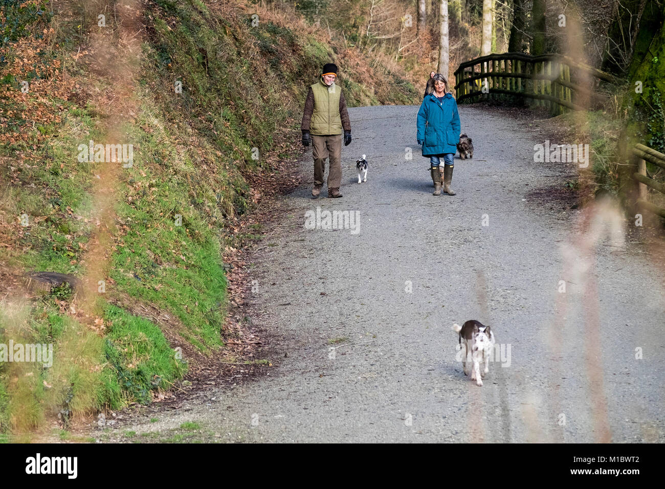 Cardinham Woods in Cornwall - dog walkers in Cardinham Woods in Bodmin Cornwall. Stock Photo
