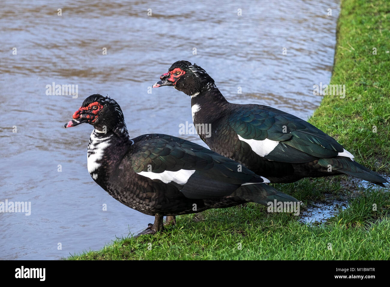 Two Muscovy Ducks Cairina moschata. Stock Photo