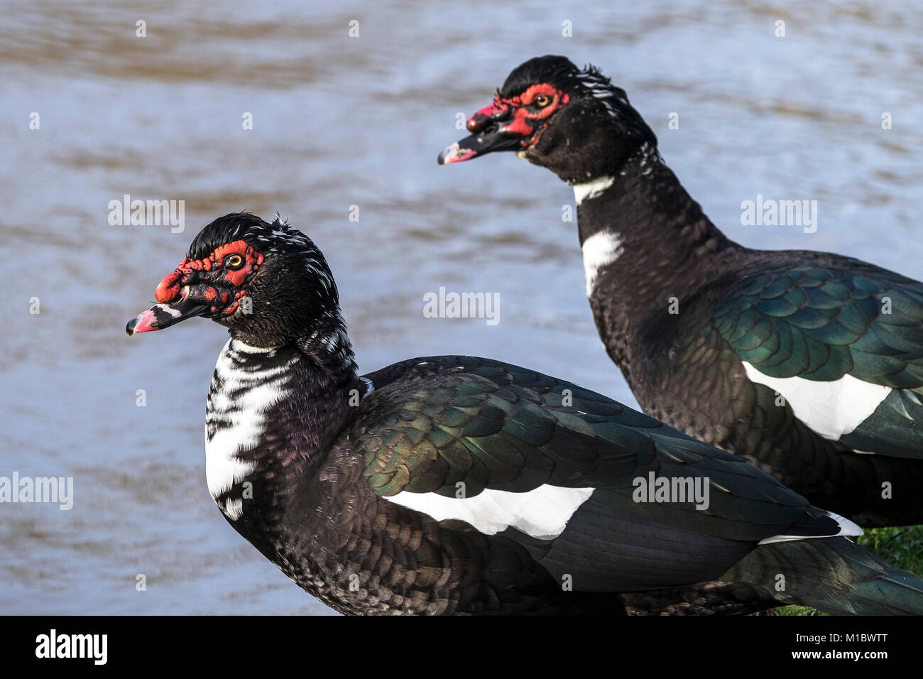 Muscovy ducks cairina moschata hi-res stock photography and images - Alamy