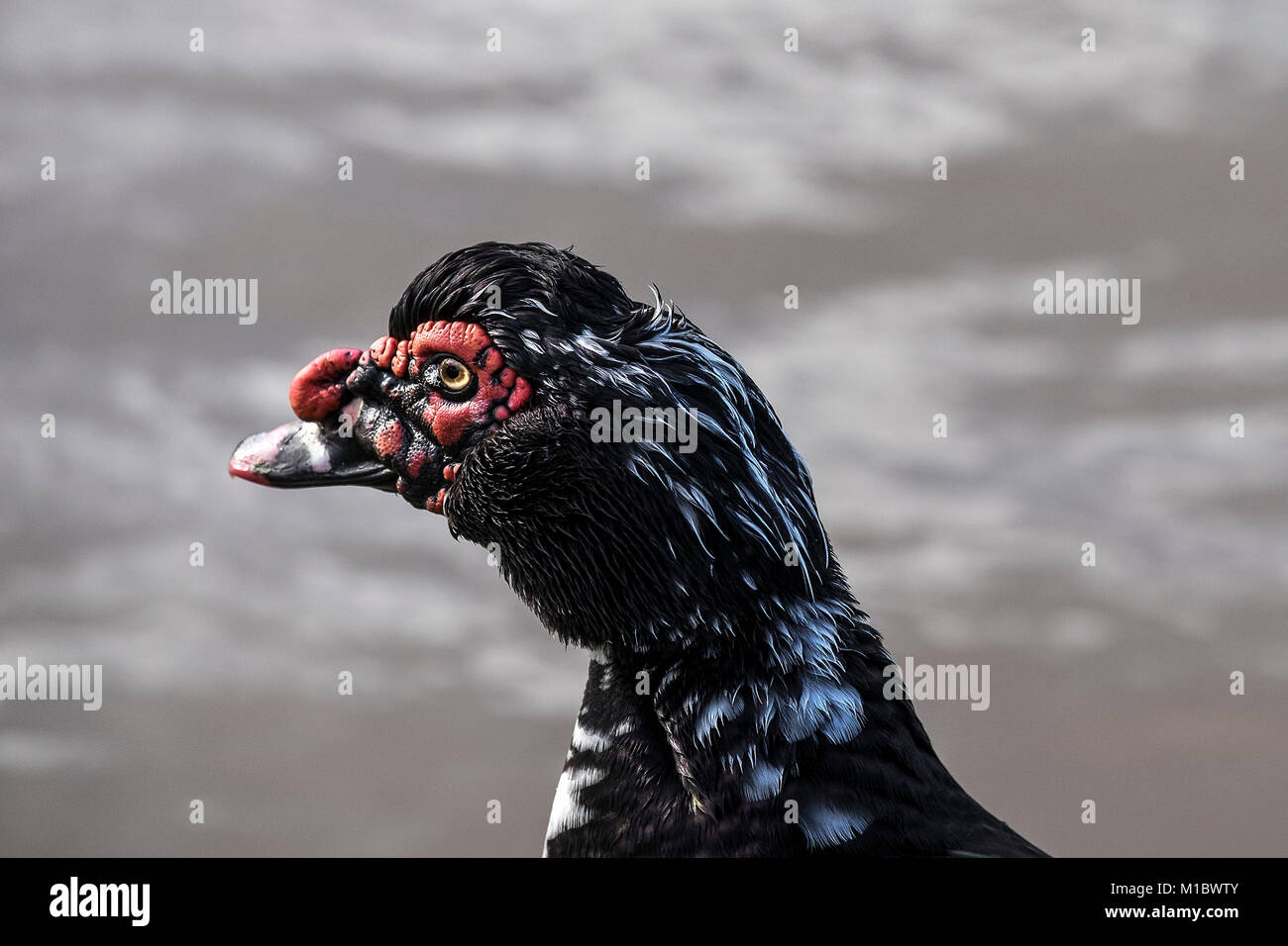 A Muscovy Duck Cairina moschata. Stock Photo