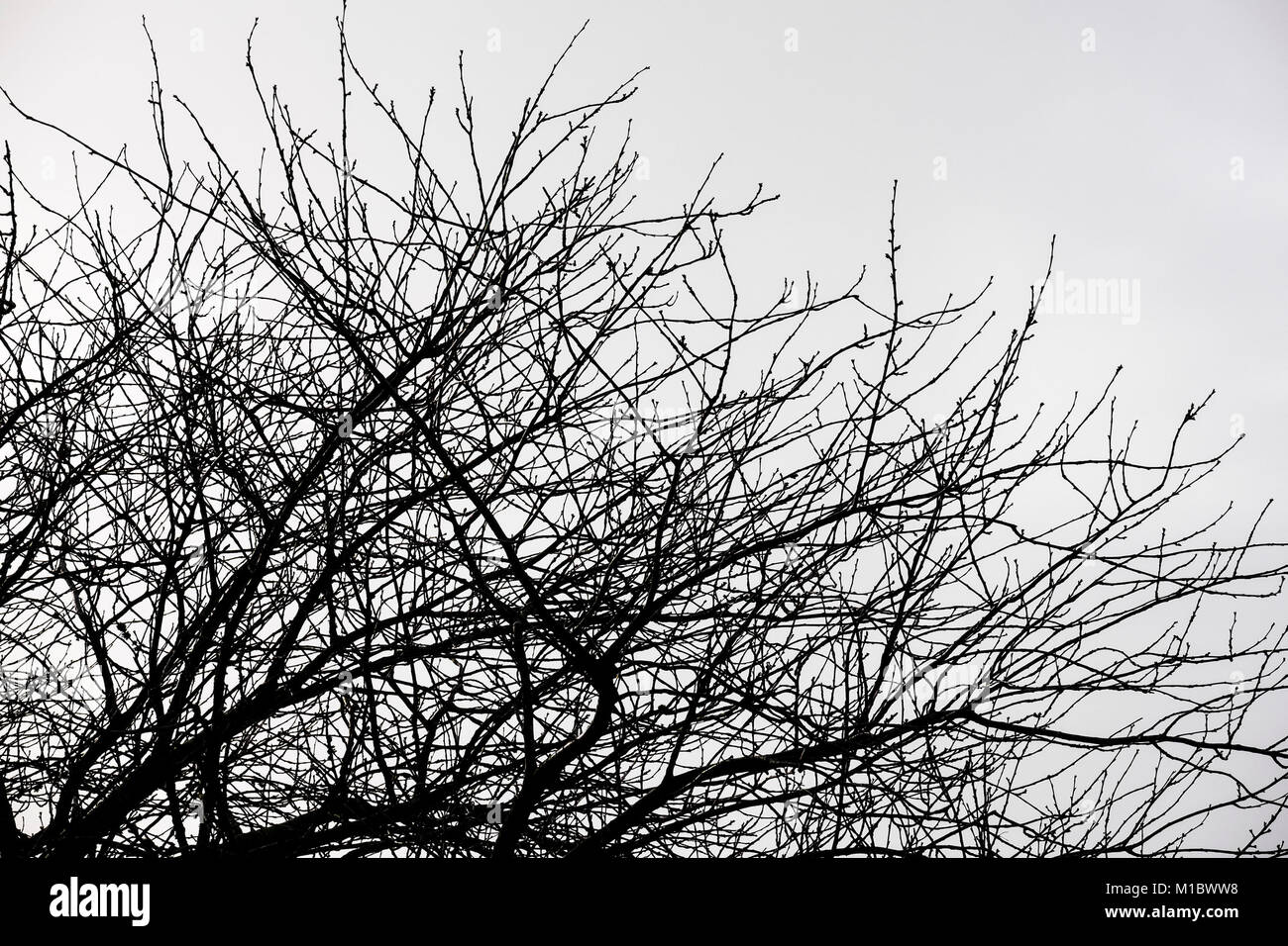 Tree branches silhouetted against a grey sky Stock Photo - Alamy