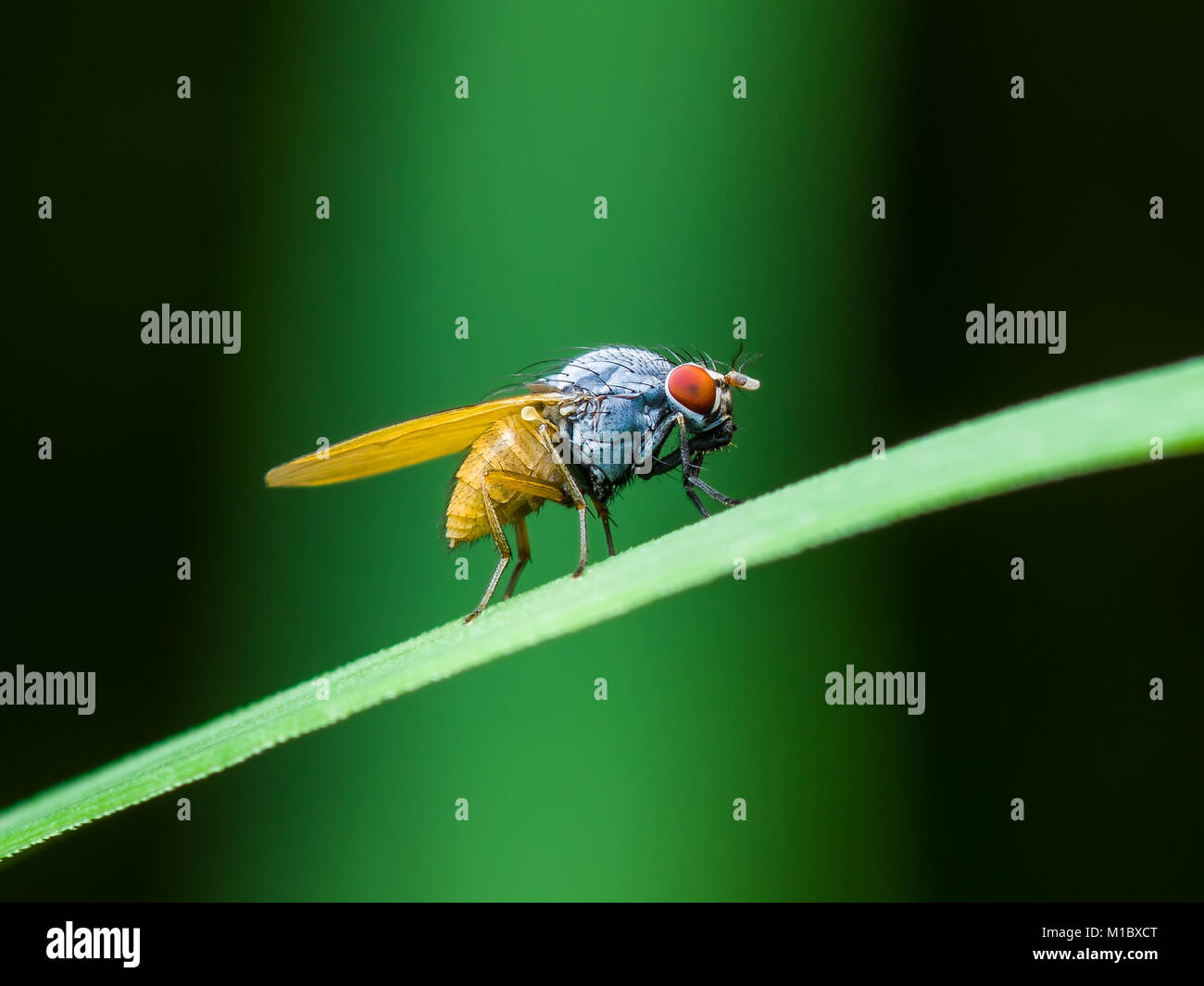Drosophila Fruit Fly Diptera Insect on Green Grass Stock Photo