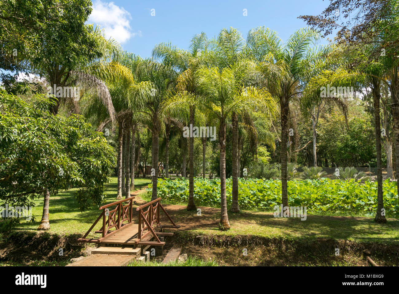 Palmen im Pamplemousses Botanical Garden, Mauritius, Afrika  |  Palm terees of Pamplemousses Botanical Garden, Mauritius, Africa Stock Photo