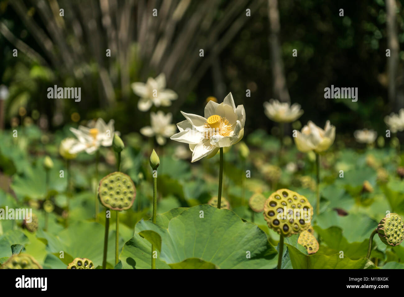 Amerikanische Lotosblume (Nelumbo lutea),  Pamplemousses Botanical Garden, Mauritius, Afrika  | Nelumbo lutea, Pamplemousses Botanical Garden, Mauriti Stock Photo