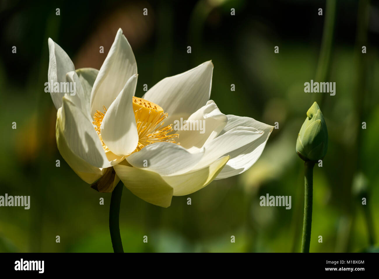 Amerikanische Lotosblume (Nelumbo lutea),  Pamplemousses Botanical Garden, Mauritius, Afrika  | Nelumbo lutea, Pamplemousses Botanical Garden, Mauriti Stock Photo