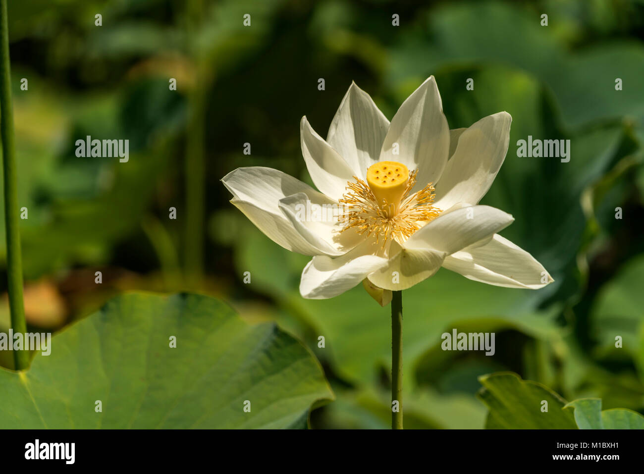 Amerikanische Lotosblume (Nelumbo lutea),  Pamplemousses Botanical Garden, Mauritius, Afrika  | Nelumbo lutea, Pamplemousses Botanical Garden, Mauriti Stock Photo
