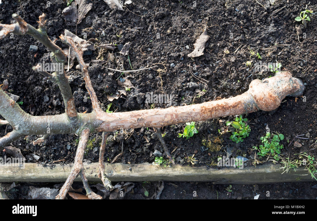 Rabbit tree damage uk hires stock photography and images Alamy