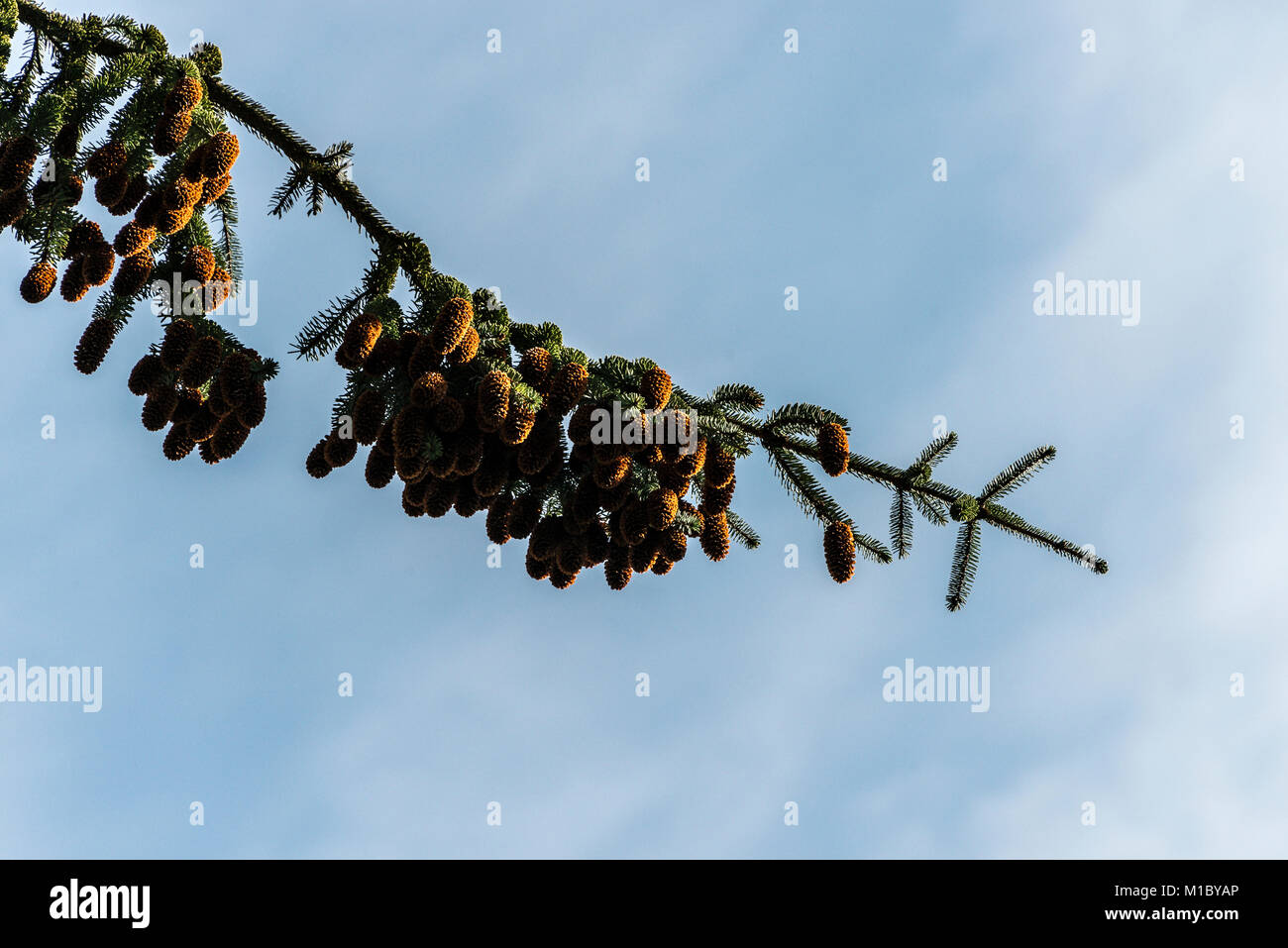 A branch of a sitka spruce (Picea sitchensis) tree heavily laden with cones against a blue sky with wispy clouds Stock Photo