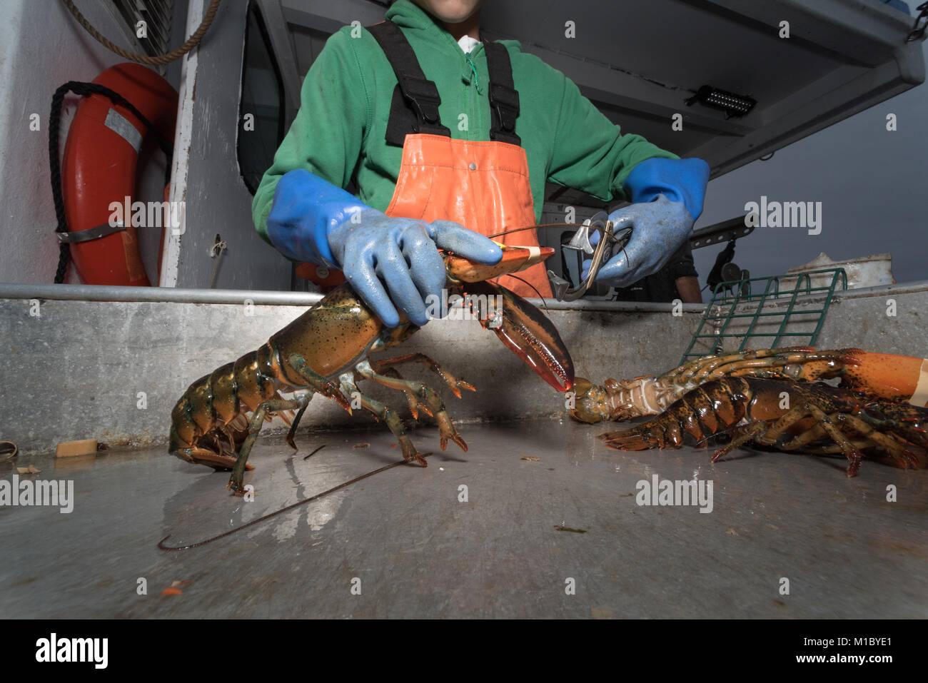 Banding lobster claws. Chebeague Island, Casco Bay, Maine Stock Photo