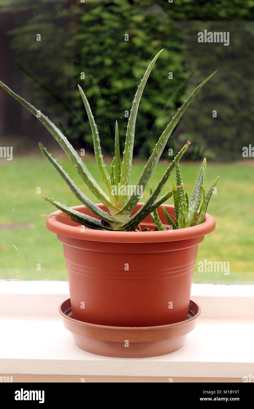Aloe vera plant in a pot Stock Photo Alamy