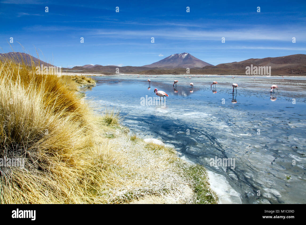 Sur L’pez or Sud L’pez Province, Altiplano of Bolivia, 2011: Laguna Hedionda, lake with its James's flamingos (or puna flamingos) and its rocky and mo Stock Photo