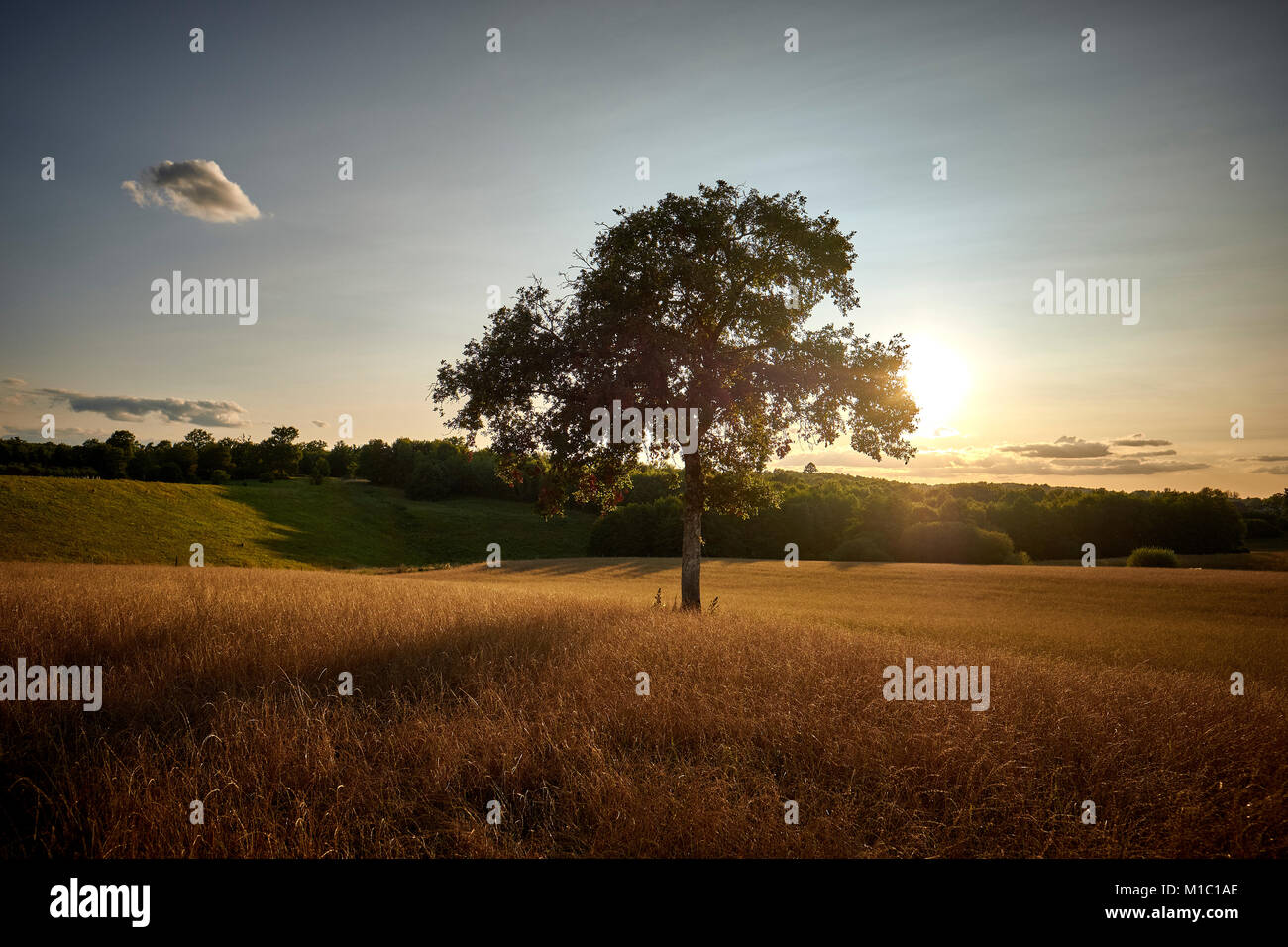 A back lit tree in a field in the late summer sun. Stock Photo