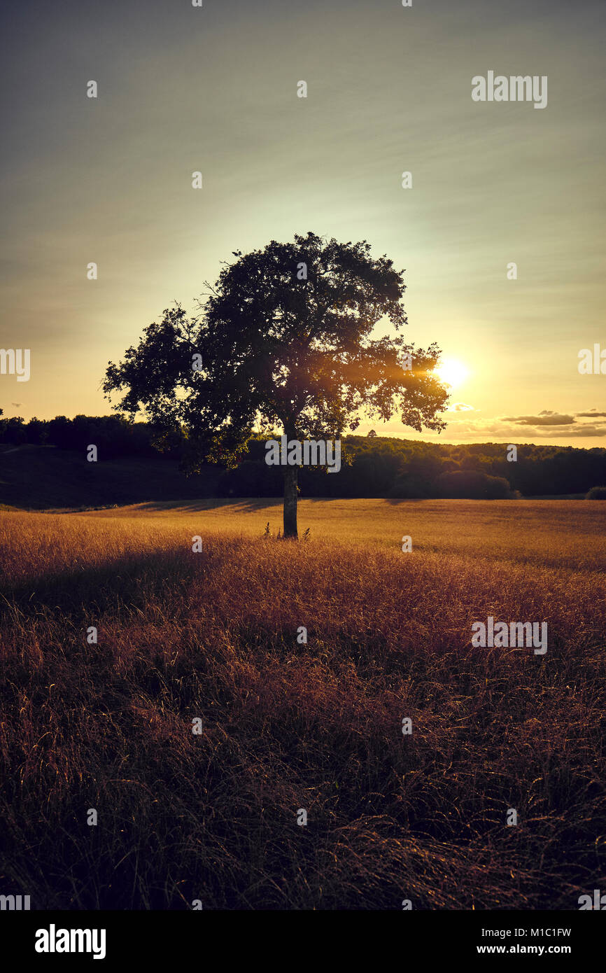 A back lit tree in a field in the late summer sun. Stock Photo