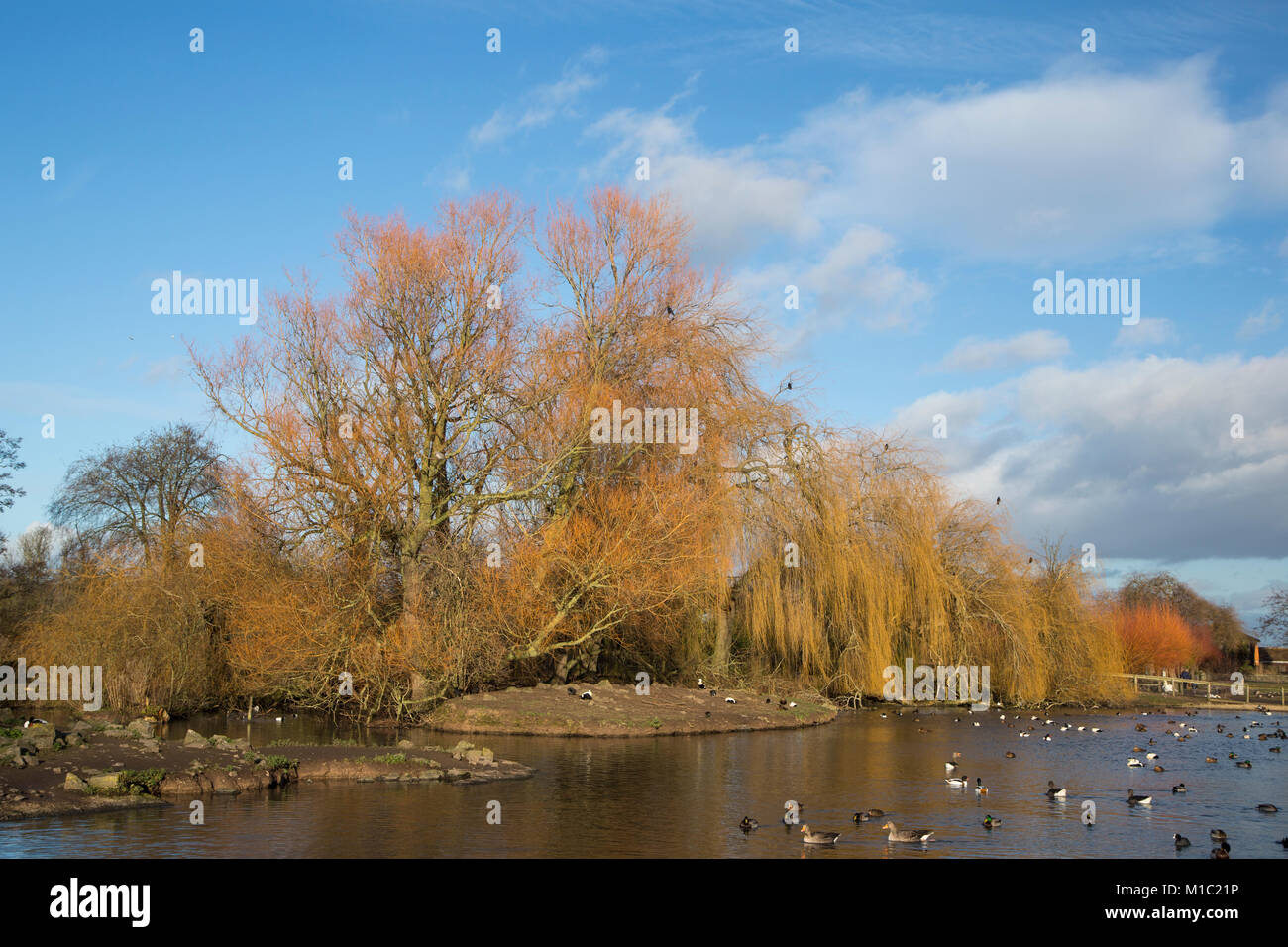 Colourful willow trees, Salix species, at the Wildfowl and Wetlands Trust, Slimbridge, Gloucestershire, UK. Stock Photo