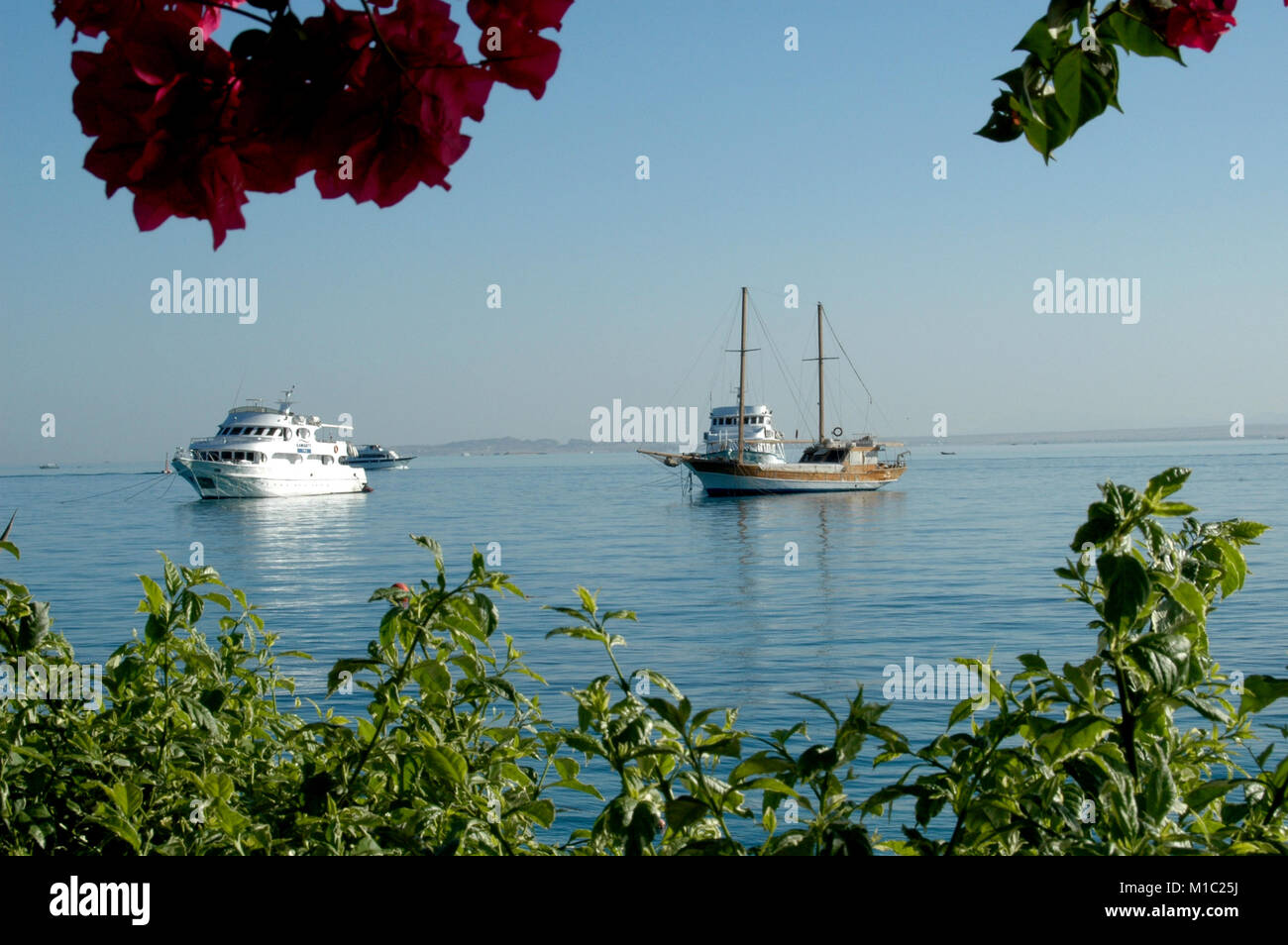 Beautiful flowers and yachts on the background of the Red Sea, Egypt Stock Photo
