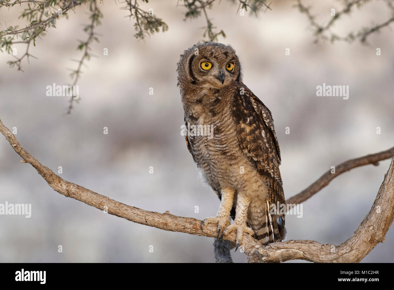 Spotted eagle-owl (Bubo africanus), young bird perched on a tree branch at dusk, Kgalagadi Transfrontier Park, Northern Cape, South Africa, Africa Stock Photo