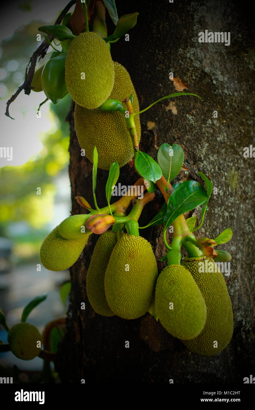 Jackfruit (Artocarpus heterophyllus) on tree. Chiang Mai, Thailand. Stock Photo
