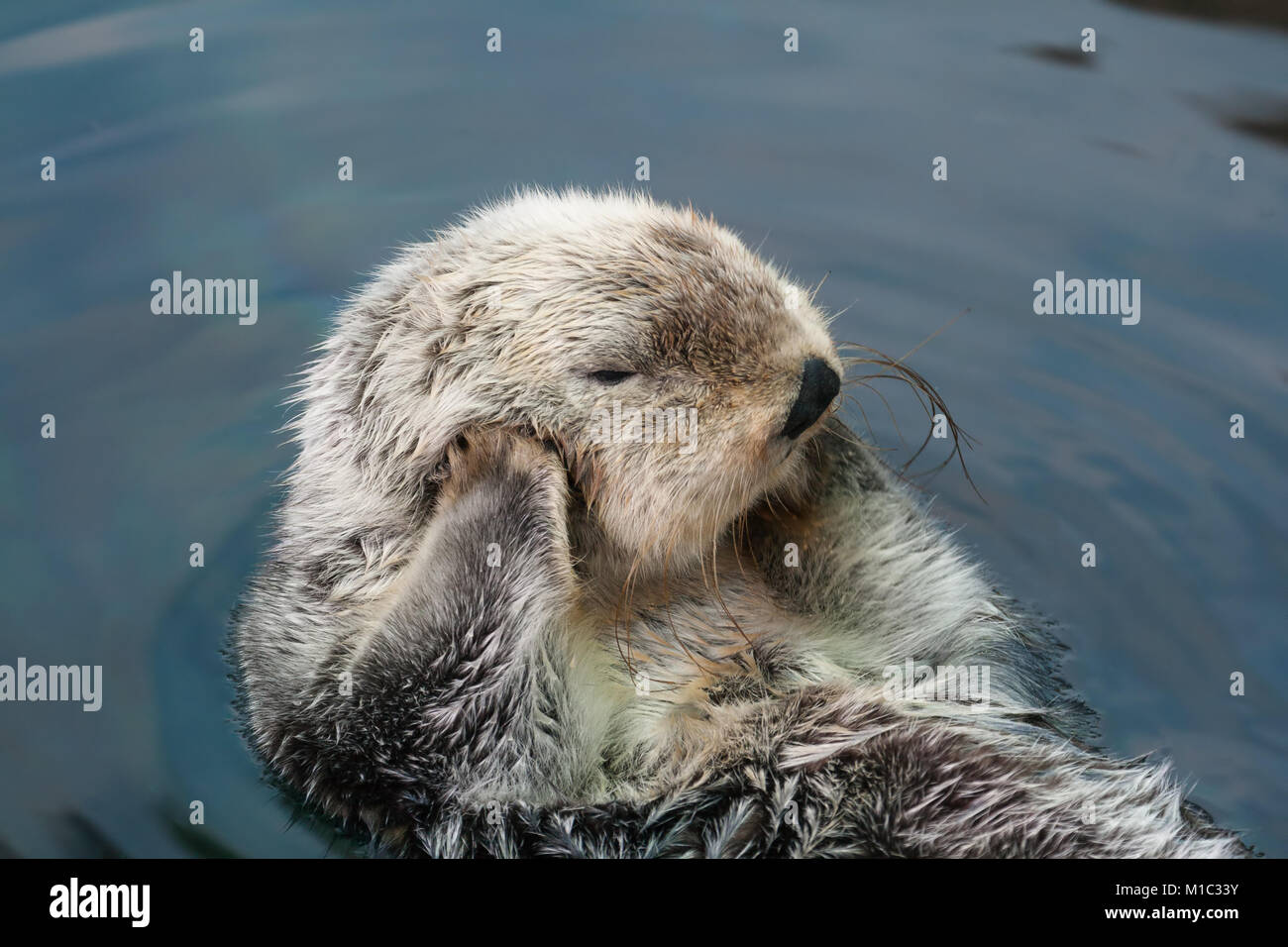 Sea otter swims on the back Stock Photo
