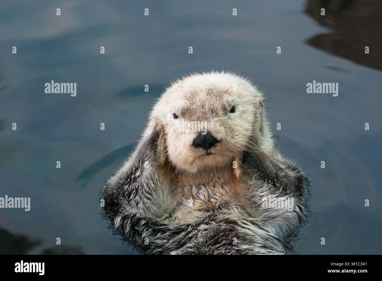Sea otter floats on the back, close-up Stock Photo