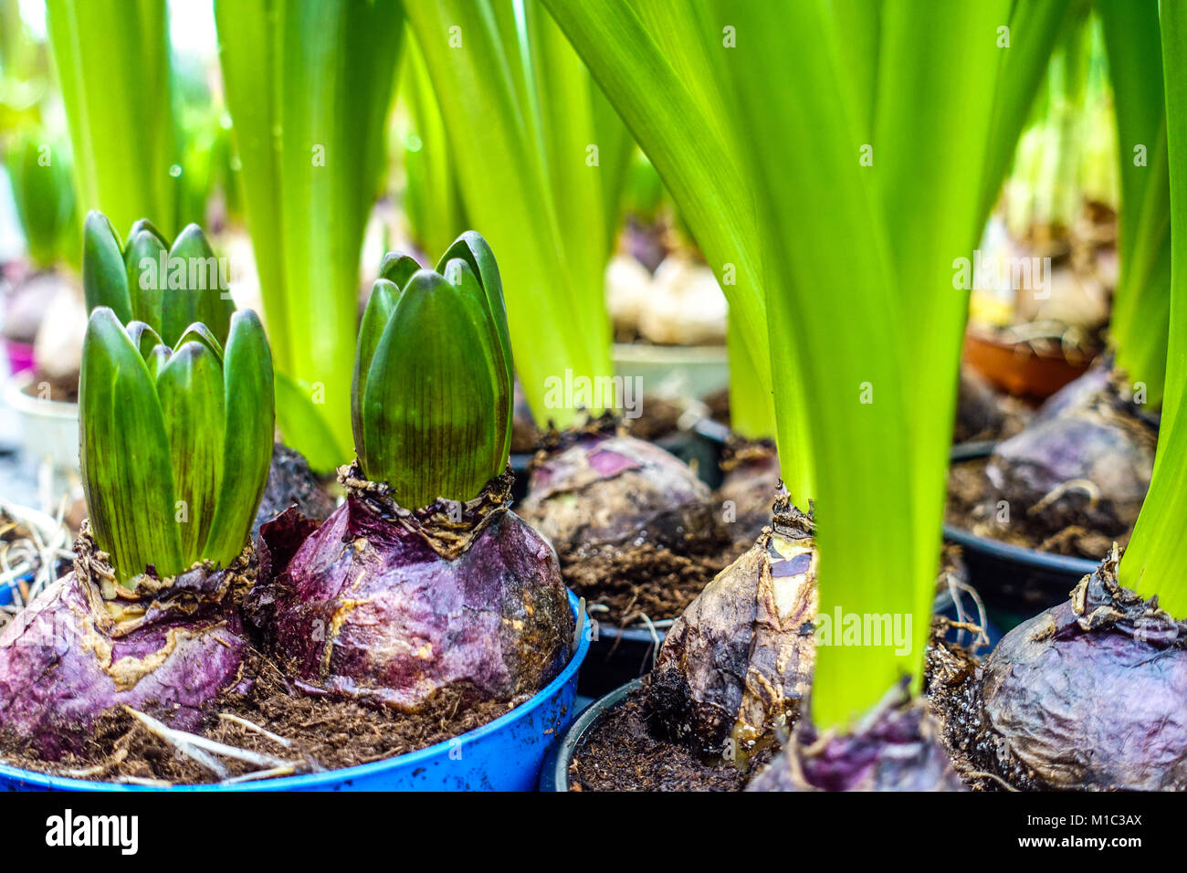 The budding Hyacinth bulbs in flower pots Stock Photo