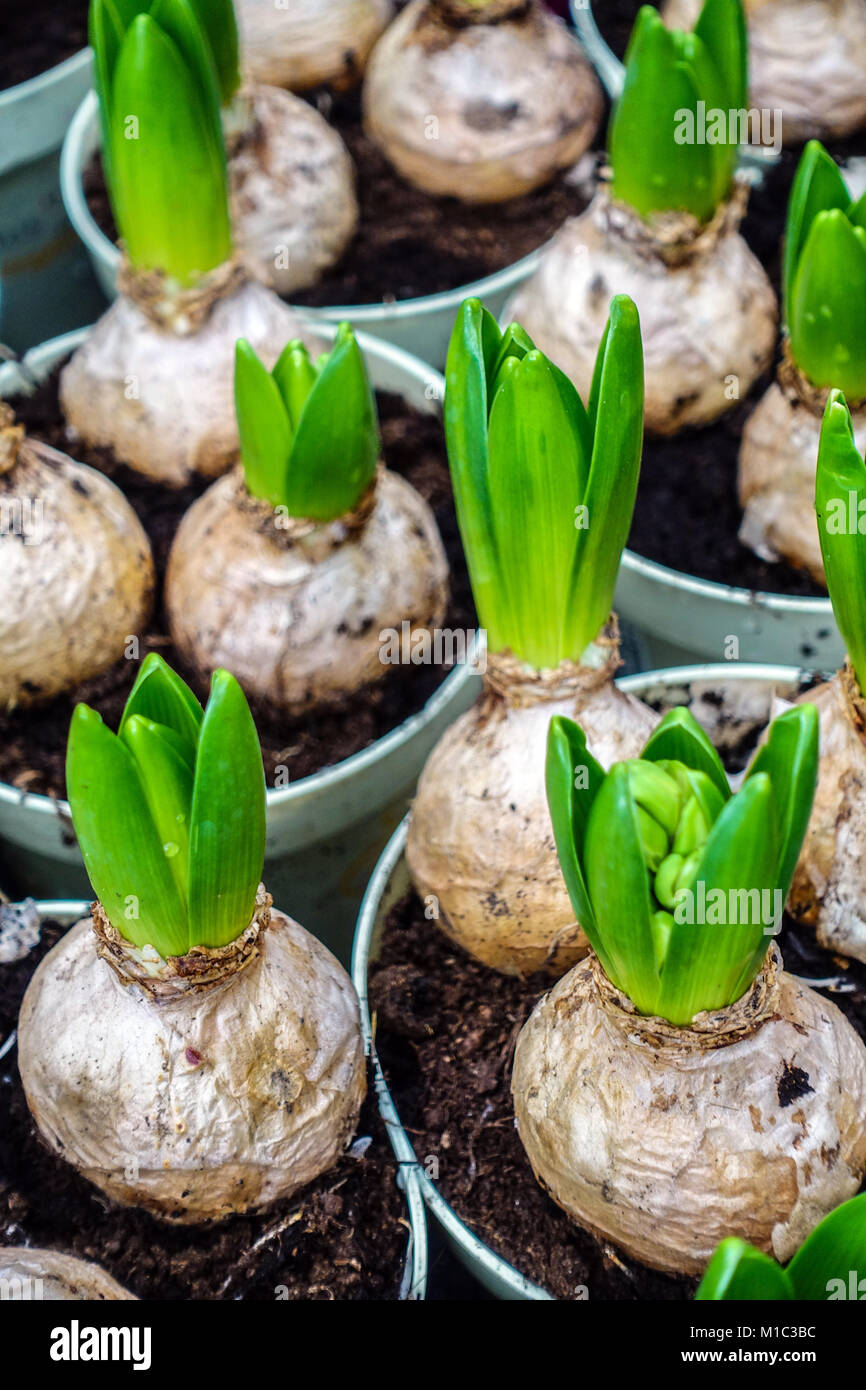 The budding Hyacinth bulbs in flower pots, spring bulbs in pots Stock
