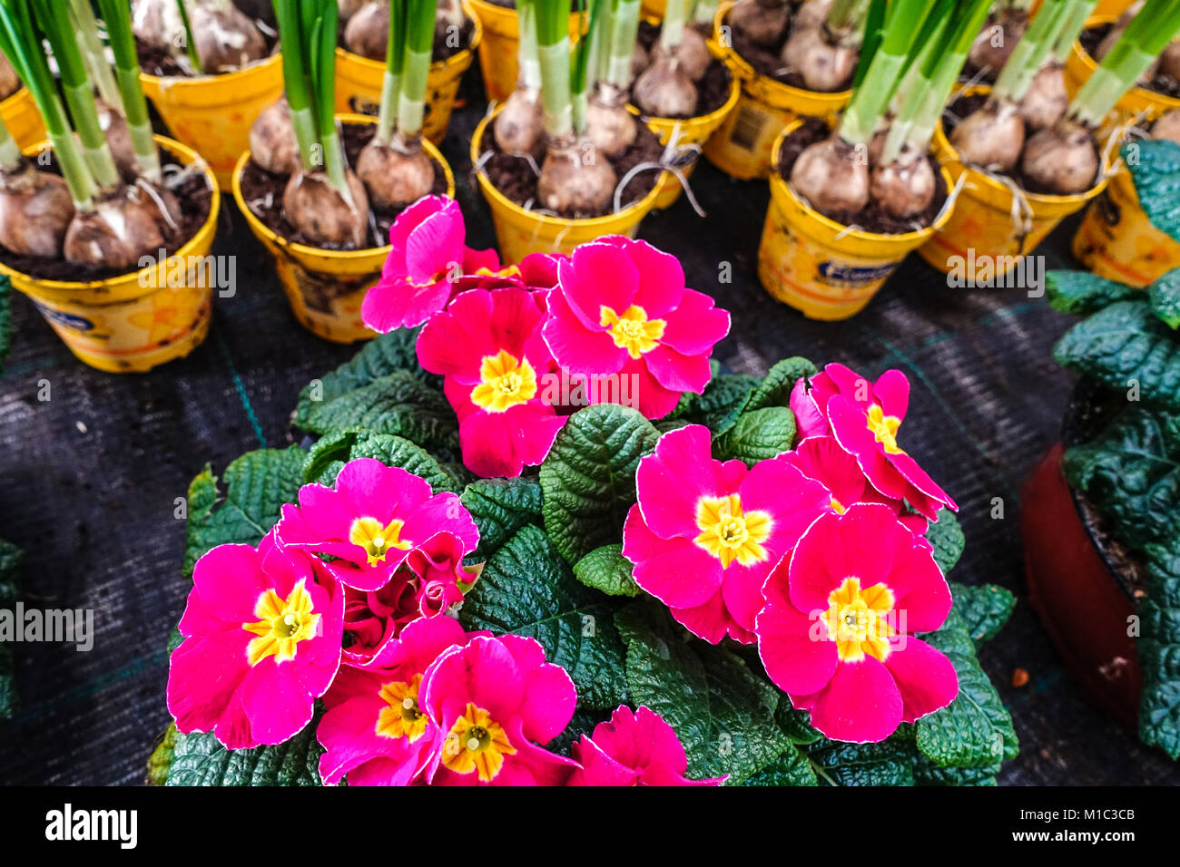 Primula, primrose, polyanthus, primroses and daffodils in pots Stock Photo