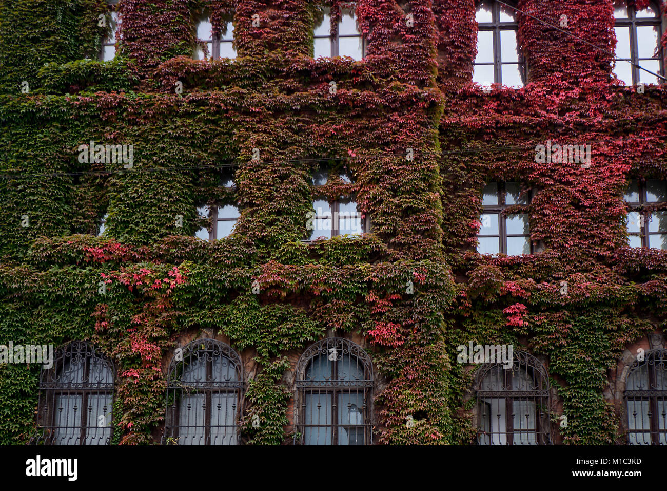 Building of The National Museum in Wroclaw Poland, covered in gorgeous ivy, designed by an architect Karl Friedrich Endell and erected in 1883 - 1886. Stock Photo
