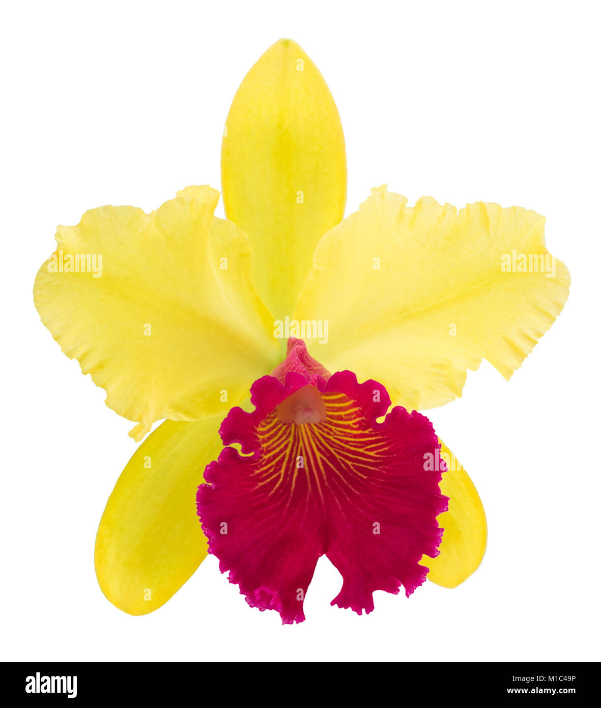 Flower cattleya orchid isolated on a white background Stock Photo - Alamy