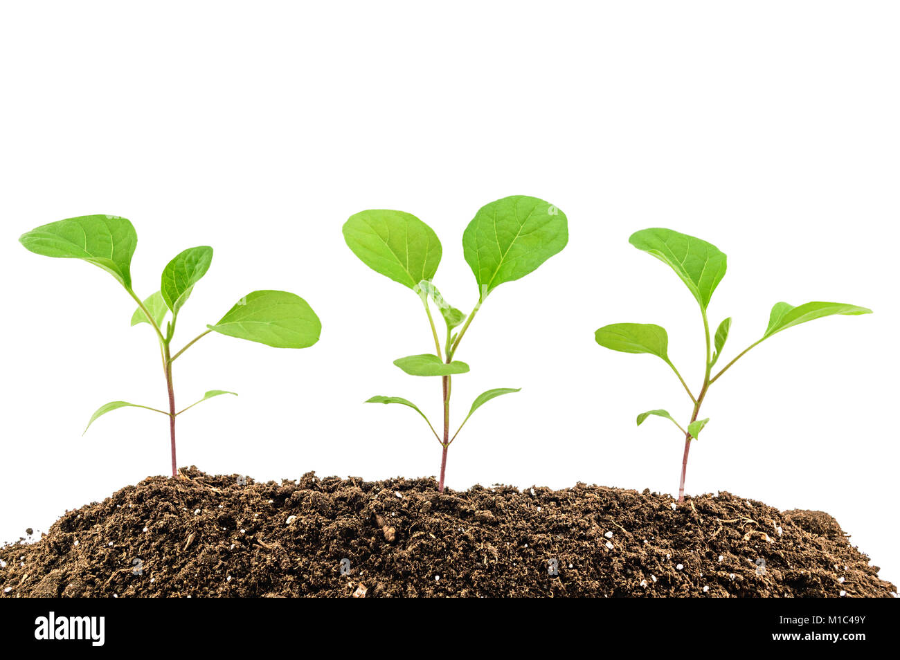 Aubergine seedlings hires stock photography and images Alamy