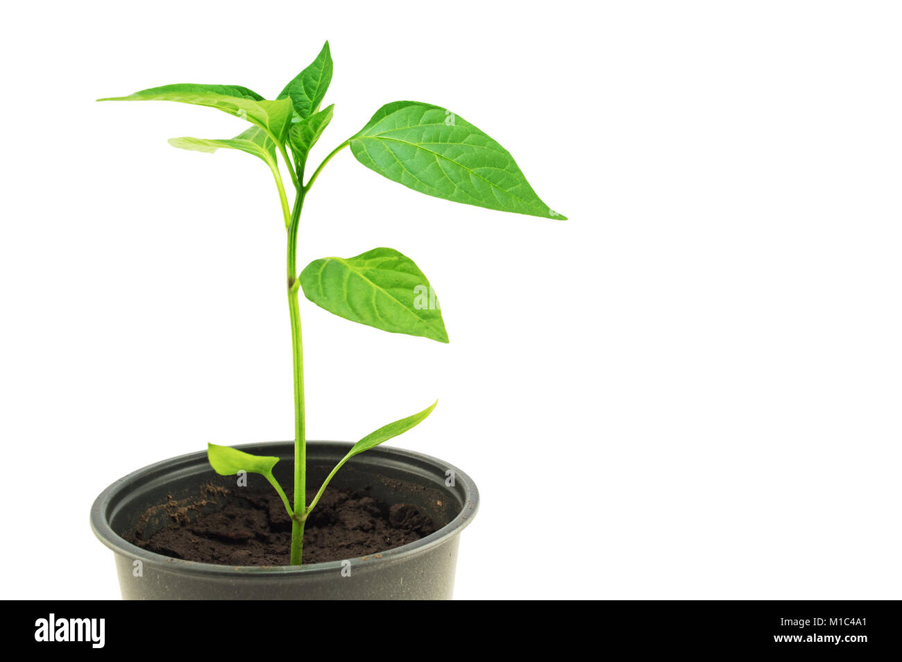 Pepper seedling isolated on a white background Stock Photo - Alamy