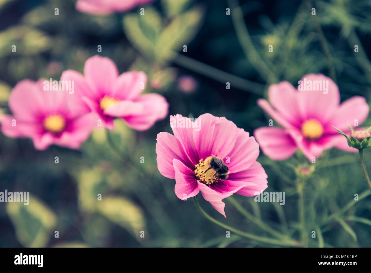 Pink wildflowers hi-res stock photography and images - Alamy