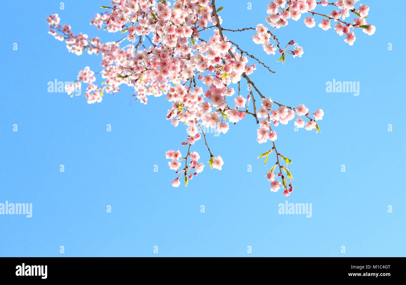 Blossoming cherry tree branches framing blue sky background Stock Photo