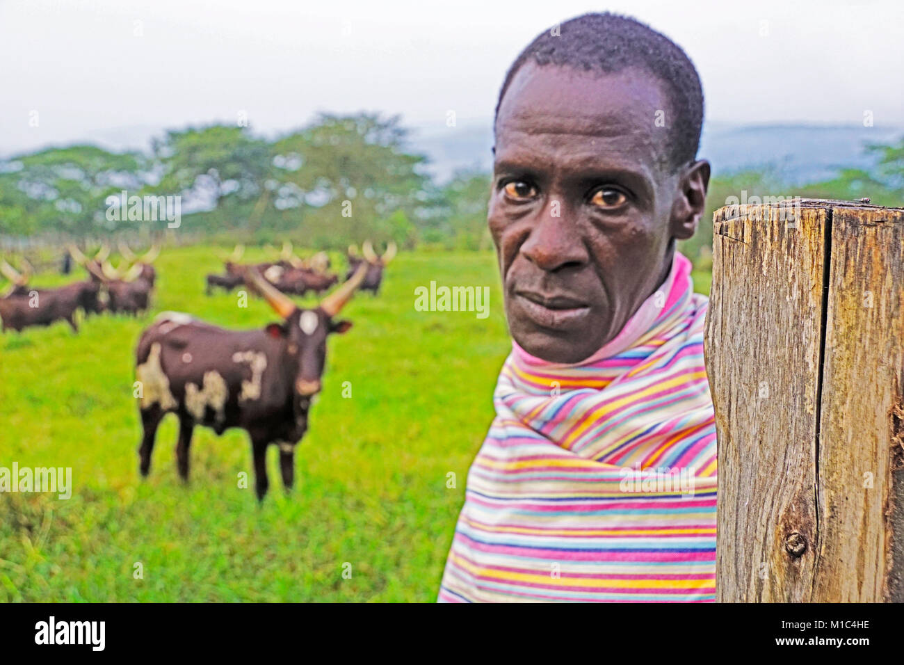 Cattle herder on farm at Nshenyi Cultural Center, Kitwe, Uganda. Stock Photo