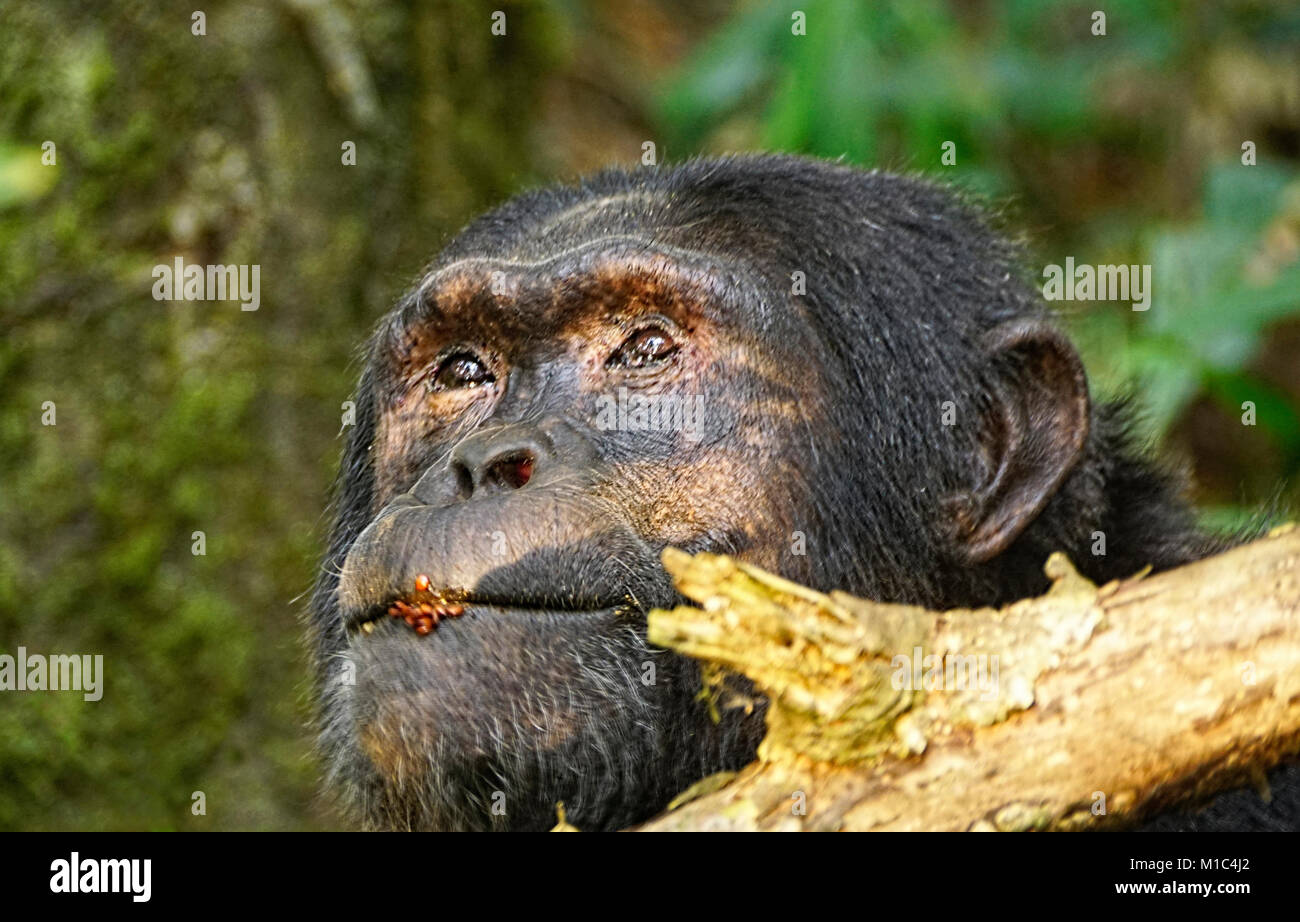 Profile of Chimpanzee  with seeds on his lips in forest of Kibale National Park. Stock Photo
