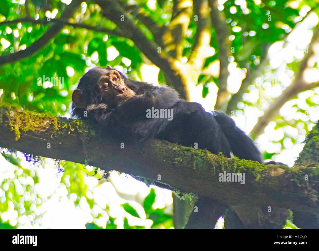 Young chimpanzee relaxing in tree in forest of Kibale National Park, Uganda. Stock Photo