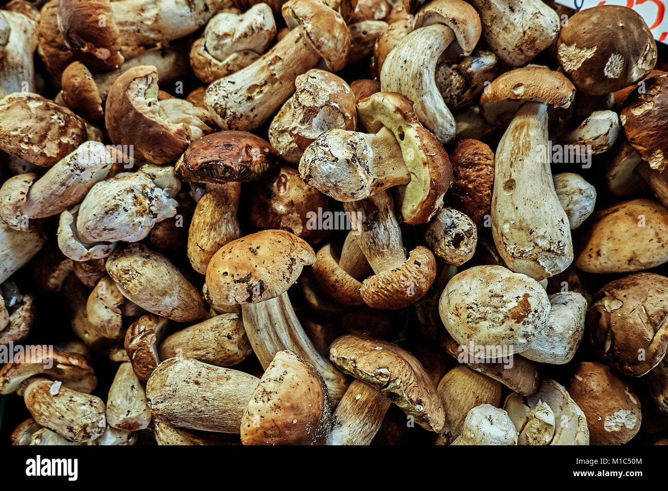 Fresh porcini mushroom, edible boletus edulis at the organic farmer market in Europe. Stock Photo