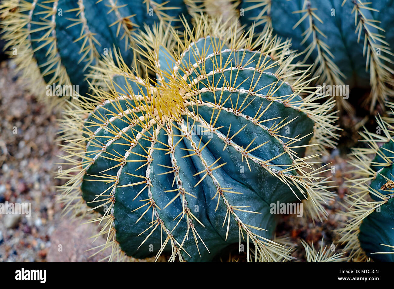 Round shaped cactus. Cactus decor. Cactus flower. Cactus desert. Cactus ...
