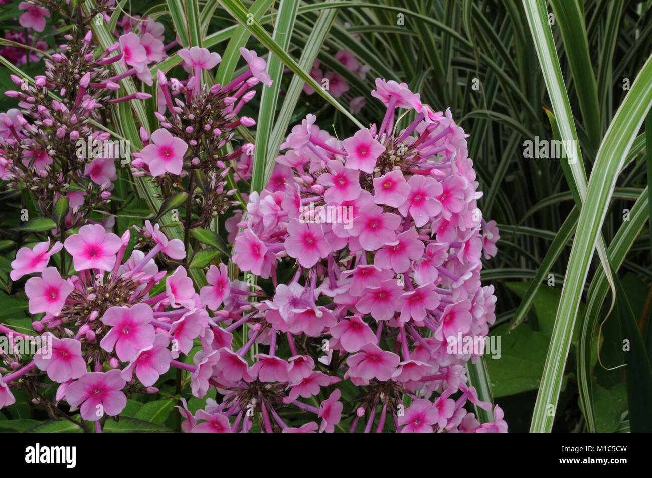 pink garden phlox Stock Photo