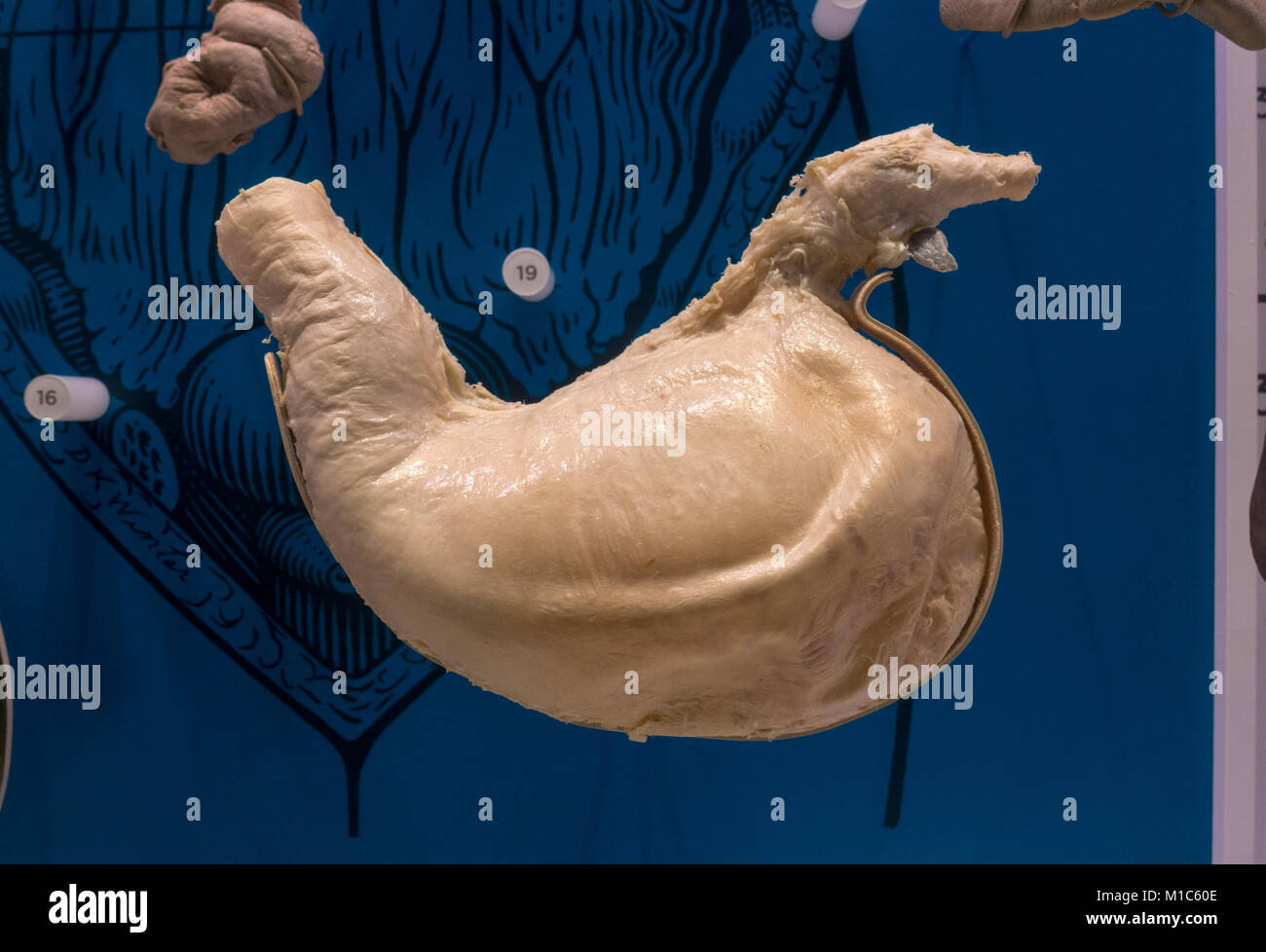 Human stomach hires stock photography and images Alamy