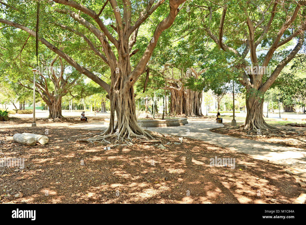 HAVANA, CUBA, MAY 11, 2009. Old mangrove trees in a park in Havana