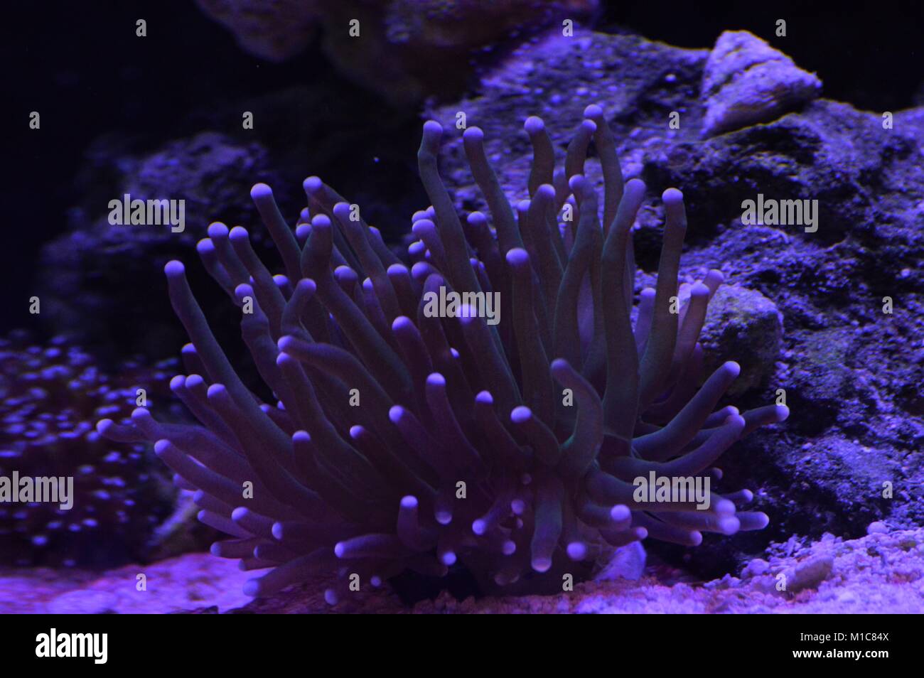 Coral Stock Photo