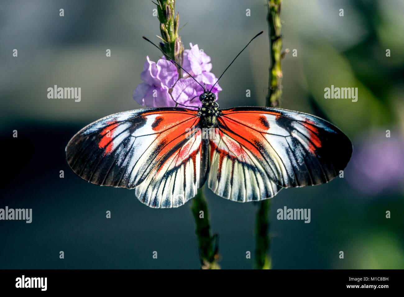 Heliconius comprises a colorful and widespread genus of brush-footed butterfly commonly known as the longwings or heliconians Stock Photo
